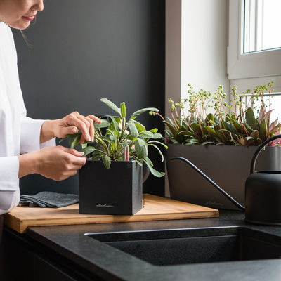 Lechuza 'Canto Stone 14', graphitschwarz, ca. 14 x 14 x H 13,5 cm Lechuza 'Canto Stone 14', graphitschwarz, ca. 14 x 14 x H 13,5 cm