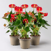 Flamingoblume 'Royal Red Champion', Topf-Ø 12 cm, Höhe ca. 35 cm