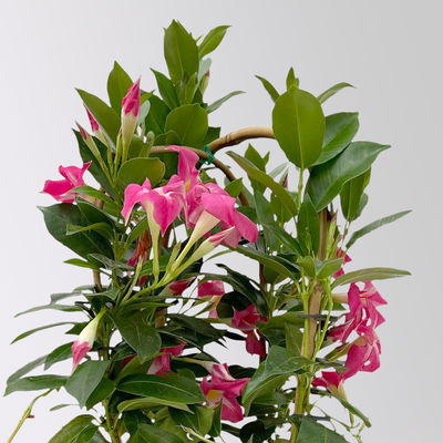 Dipladenie 'Pink Star' rosa-weiß, Doppelbogen, Topf-Ø 14 cm, 2 Pflanzen Dipladenie 'Pink Star' rosa-weiß, Doppelbogen, Topf-Ø 14 cm, 2 Pflanzen