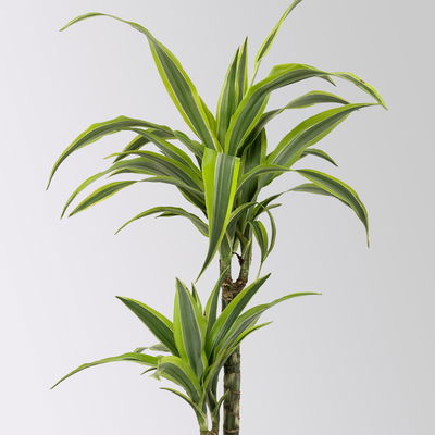 Duftender Drachenbaum 'Lemon Lime', Topf-Ø 17 cm, 2er Tuff, Höhe ca. 65 cm Duftender Drachenbaum 'Lemon Lime', Topf-Ø 17 cm, 2er Tuff, Höhe ca. 65 cm