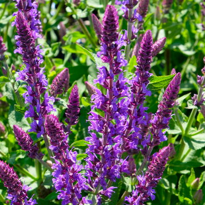 Kölles Beste Garten-Salbei 'New Dimension Blue', 3 Liter Topf