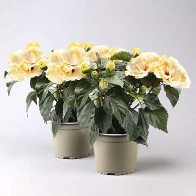 Hibiskus 'Double White' weiß, gefüllt, Topf-Ø 13 cm, 2 Pflanzen