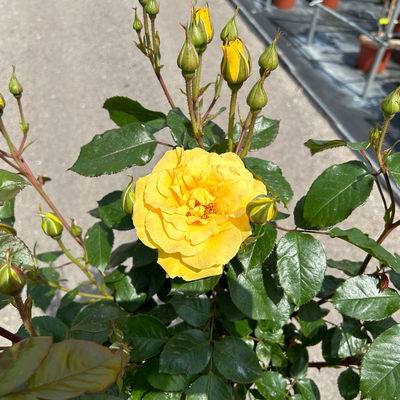 Stammrose 'Westart®', Beetrose, Stammhöhe 60cm im 7,5 Liter Topf