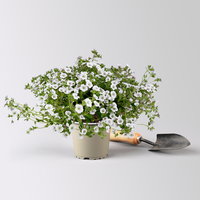 Pflanzenkreation Blütengeflüster, 5 Pflanzen inkl. Erde und Dünger