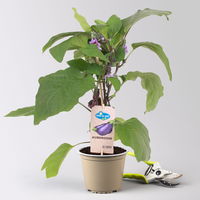 Kölle Naschgemüse Mix 'Pick-&-Joy®, Topf-Ø 14 cm, 4 Pflanzen