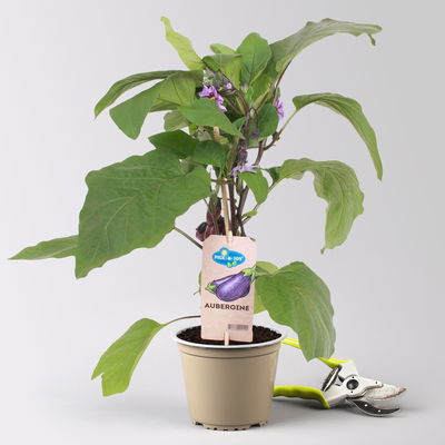 Kölle Naschgemüse Mix 'Pick-&-Joy®, Topf-Ø 14 cm, 4 Pflanzen