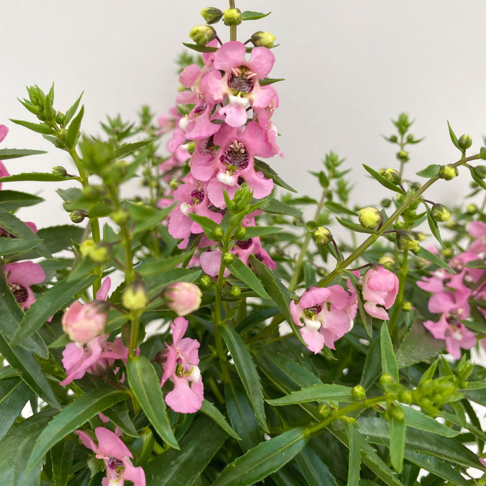 Angelonia 'Trio' rosa-weiß-lila/blau, Topf-Ø 19 cm, 2er-Set