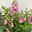 Angelonia 'Trio' rosa-weiß-lila/blau, Topf-Ø 19 cm, 2er-Set