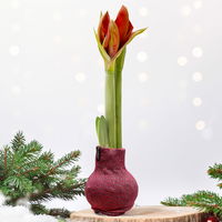 Amaryllis in Wachs, Dekor 'Pullover Fashionz Pattern' zufällig, Blüte rot Amaryllis in Wachs, Dekor 'Pullover Fashionz Pattern' zufällig, Blüte rot