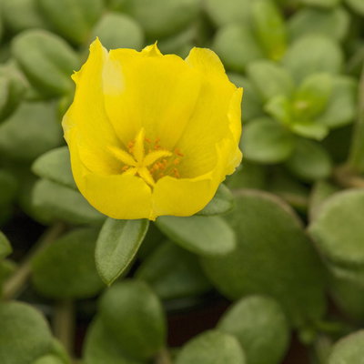 Portulakröschen, gelb, Topf-Ø 12 cm, 6 Pflanzen