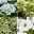 Pflanzenkreation Hortensienzauber, klein, 4 Pflanzen inkl. Erde und Dünger
