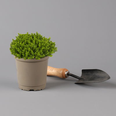 Hebe 'Green Globe', Topf-Ø 12cm, 6er-Set