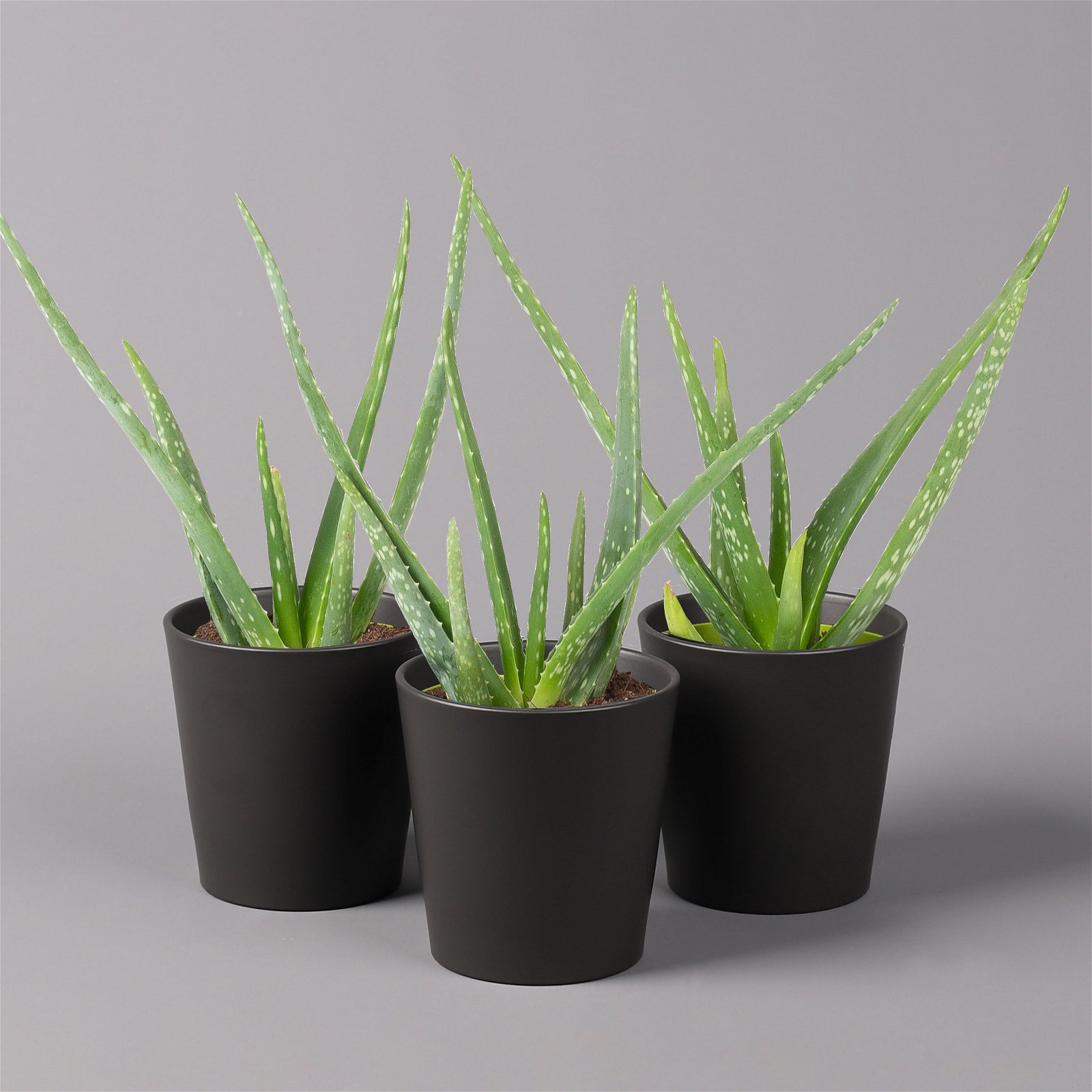 Aloe vera mit Keramiktopf anthrazit, Topf-Ø 12 cm, Höhe ca. 20-35 cm, 3er-Set
