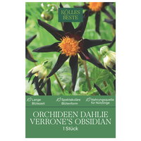 Kölles Beste Orchideen-Dahlie Verrone’s Obsidian, 1 Blumenknolle
