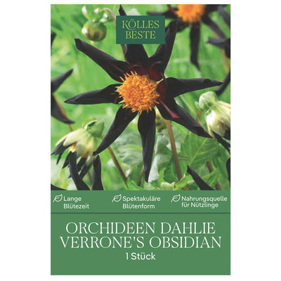 Kölles Beste Orchideen-Dahlie Verrone’s Obsidian, 1 Blumenknolle