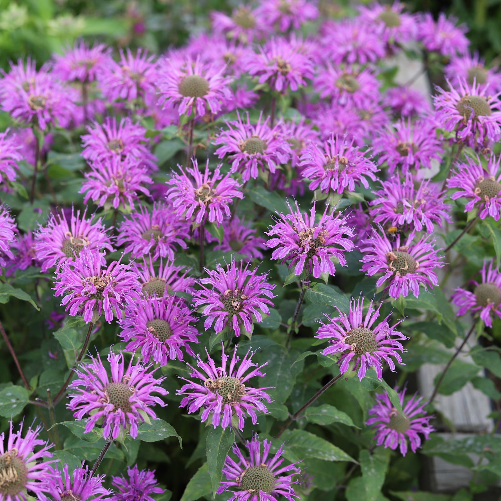 Bio Indianernessel violettrosa, Topf 11x11 cm, 3 Pflanzen