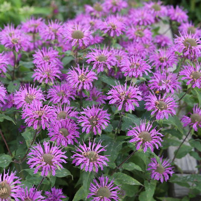 Bio Indianernessel violettrosa, Topf 11x11 cm, 3 Pflanzen