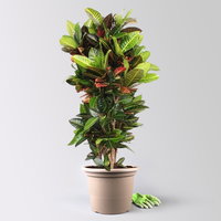 Wunderstrauch 'Petra', Topf-Ø 40, Höhe ca. 160 cm