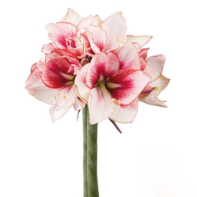 Schnittblumen-Mix aus 5 rot-weißen Amaryllis & 5 Eukalyptus