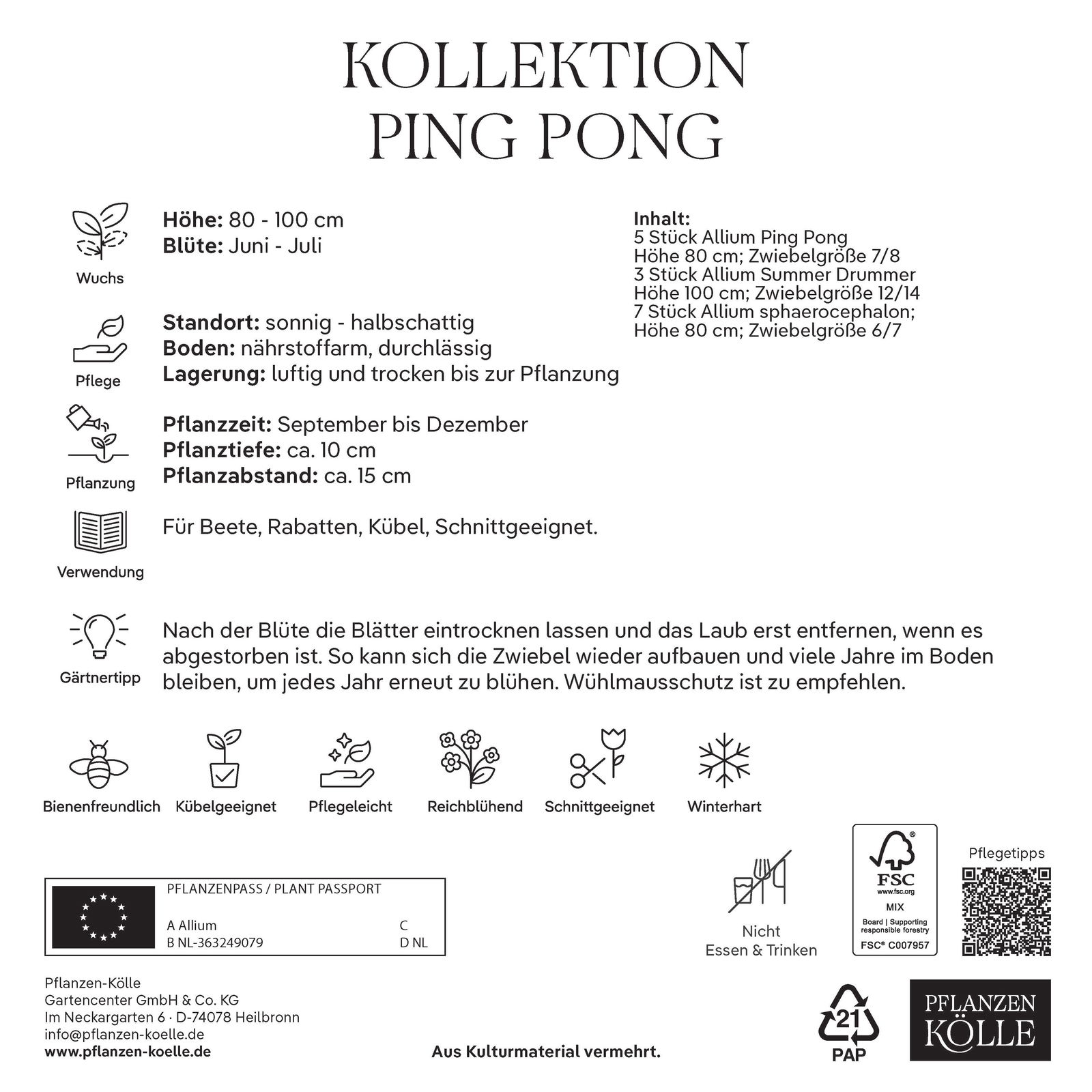 Zierlauch Allium Ping Pong, 25 Zwiebeln