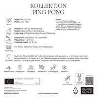 Zierlauch Allium Ping Pong, 25 Zwiebeln