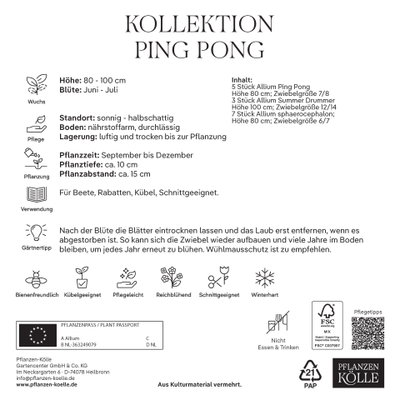 Zierlauch Allium Ping Pong, 25 Zwiebeln