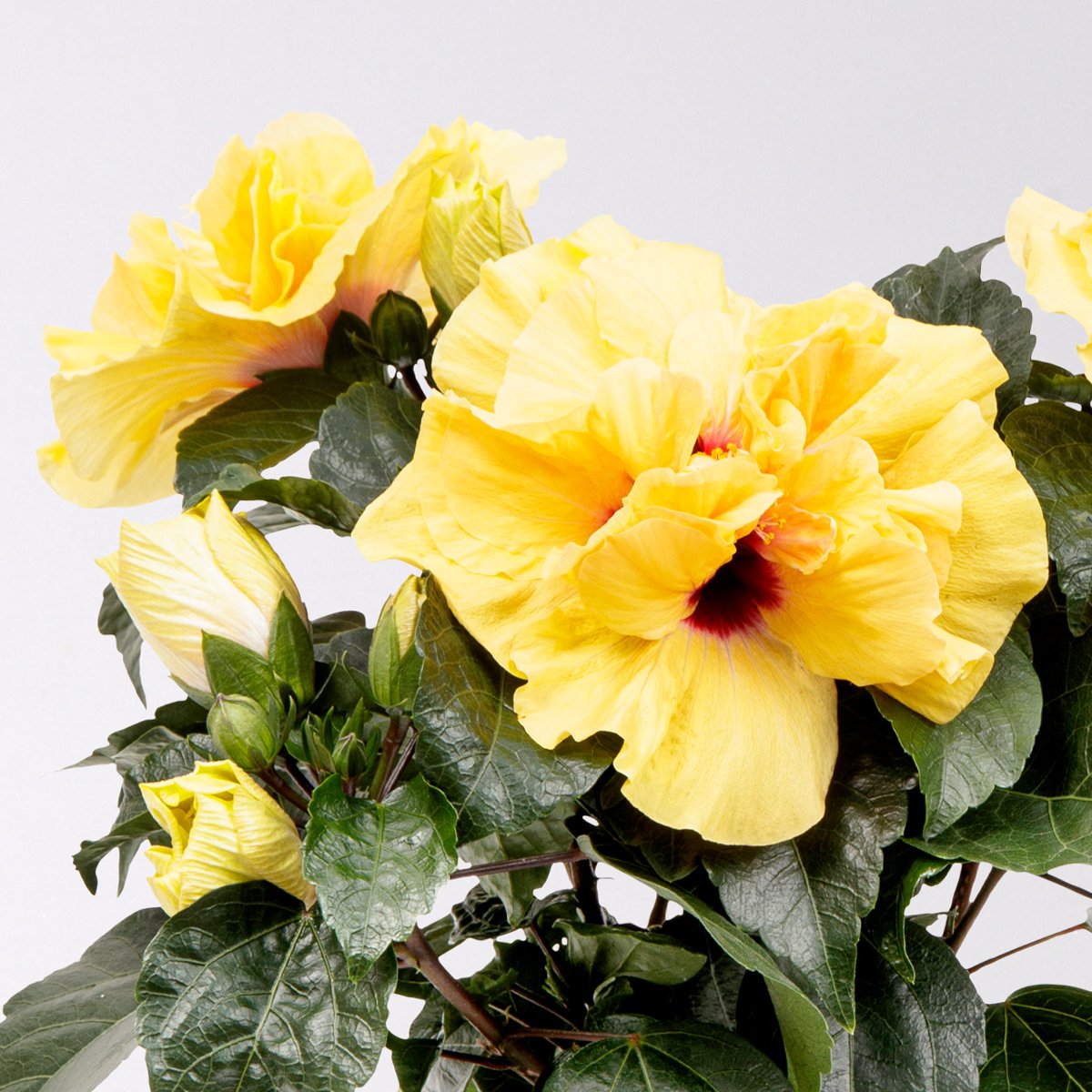 Hibiskus HibisQs®  'Adonicus Double Yellow' gelb, Topf-Ø 13 cm, 2er-Set