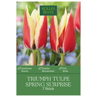 Kaufmanniana Tulpen Stresa gelb/rot, 7 Blumenzwiebeln