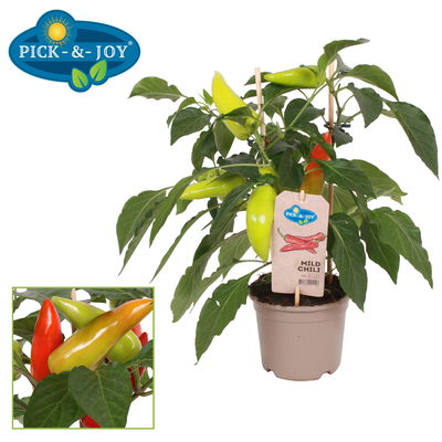 Chilipflanzen 'Pick-&-Joy® Mild Chili', Topf-Ø 14 cm, 2 Pflanzen