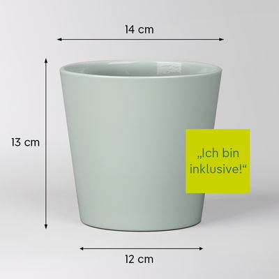 Glückskastanie, inkl. Keramiktopf Dallas gletscherblau, Topf-Ø 12 cm Glückskastanie, inkl. Keramiktopf Dallas gletscherblau, Topf-Ø 12 cm