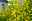 Goldjohannisbeere - trockenresistente Pflanzen