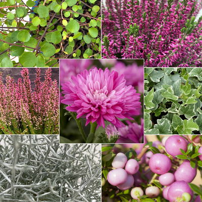 Pflanzenkreation Herbstspaziergang pink-silber, 8 Pflanzen inkl. Erde Pflanzenkreation Herbstspaziergang pink-silber, 8 Pflanzen inkl. Erde