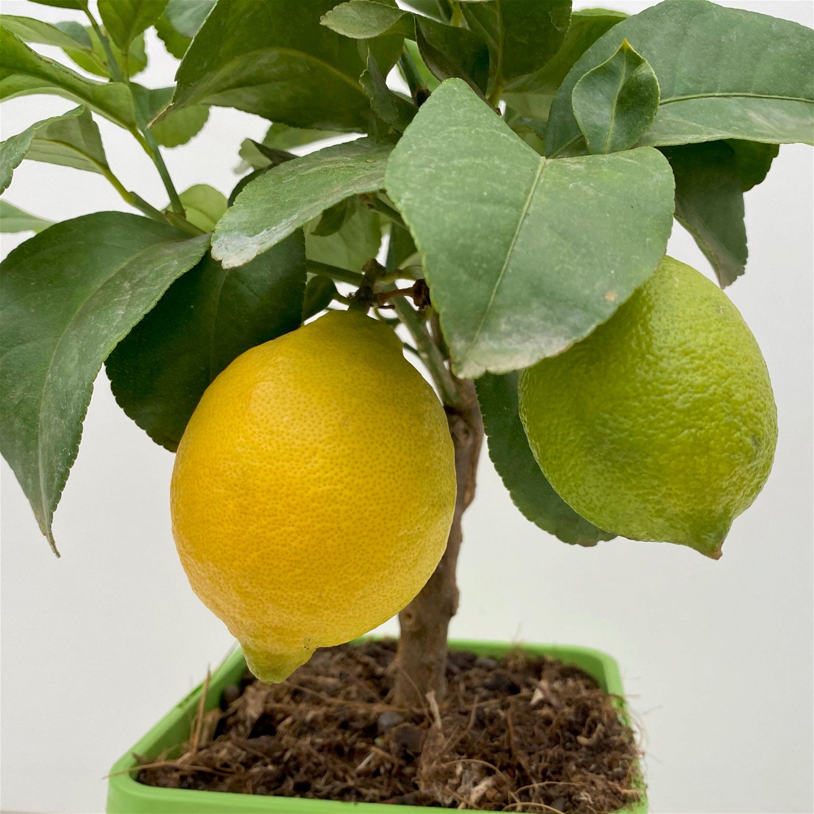 Meyers Zitrone, Mini-Stamm,Topf-Ø 15 cm, Höhe ca. 40 cm