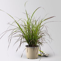 Lampenputzergras 'Rubrum', rot, Topf-Ø 19 cm, 2 Pflanzen Lampenputzergras 'Rubrum', rot, Topf-Ø 19 cm, 2 Pflanzen