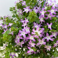Hängepolster-Glockenblume 'Adansa® Pink', rosa, Ampeltopf-Ø 19 cm