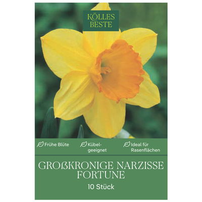 Großpackung Narzissen Fortune gelb-orange. 10 Blumenzwiebeln