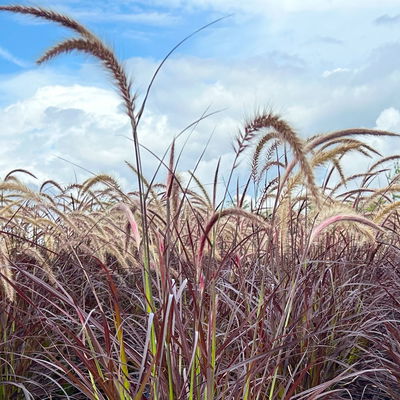 Lampenputzergras, rotlaubig, Topf-Ø 21 cm