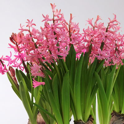 Hyazinthe, rosa, vorgetrieben, mehrblütig, Topf-Ø 14 cm, 3 Pflanzen