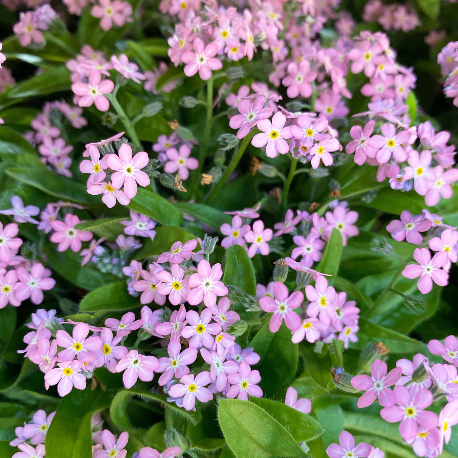 Pflanzenkreation Bunter Frühling, groß, 9 Pflanzen inkl. Erde & Dünger