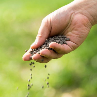 Spezialdünger für Plumeria & Tempelbaum, 500 g