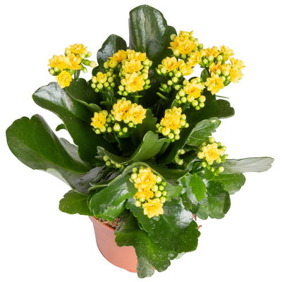 Kalanchoe 'Calandiva'®, gelb&violett, Topf-Ø 12 cm,  Höhe ca. 20-30 cm, 6er-Set