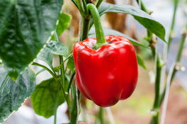 Paprika Paprika