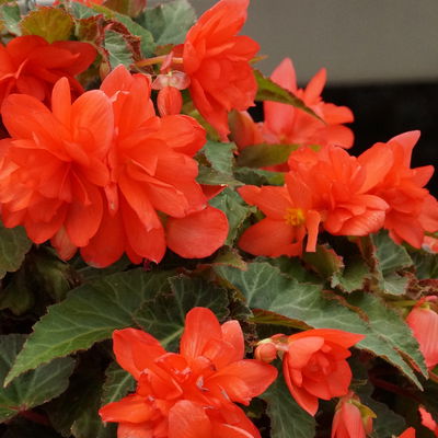 Begonie aufrecht, Farbe zufällig, Topf-Ø 13 cm, 6 Pflanzen