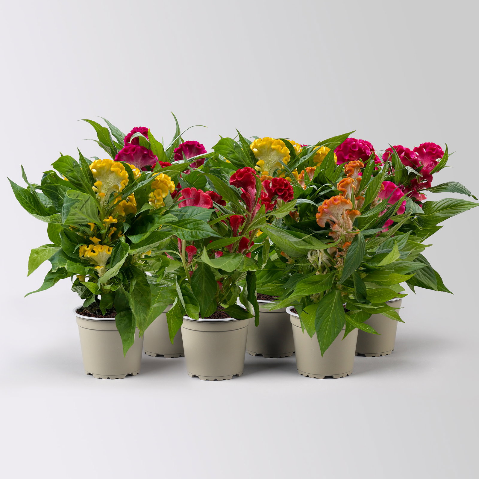 Celosia 'Tasty Twist Mix', Farben zufällig, Topf-Ø 12 cm, 6 Pflanzen Celosia 'Tasty Twist Mix', Farben zufällig, Topf-Ø 12 cm, 6 Pflanzen