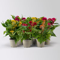 Celosia 'Tasty Twist Mix', Farben zufällig, Topf-Ø 12 cm, 6 Pflanzen Celosia 'Tasty Twist Mix', Farben zufällig, Topf-Ø 12 cm, 6 Pflanzen