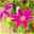 Clematis 'Dr. Ruppel' hellrosa mit pinkem Streifen, Topf 2 Liter, 2er-Set