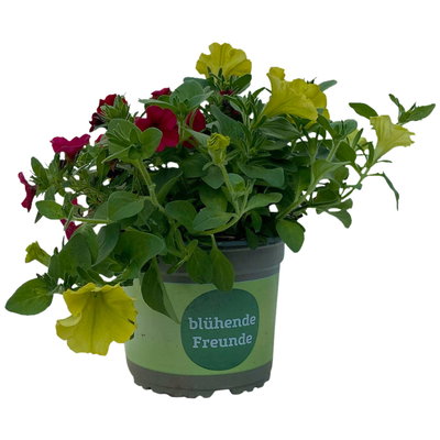 Petunie/Zauberglöckchen 'Duo', Kombination zufällig, Topf-Ø 14 cm, 4er-Set