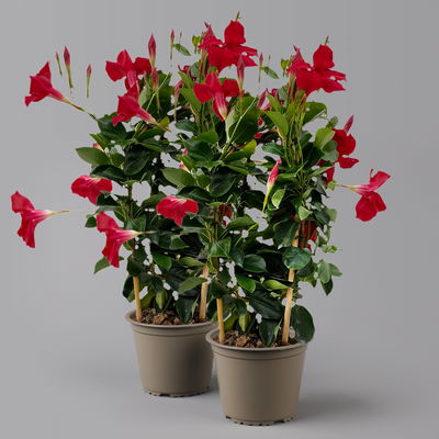 Dipladenie, rot, Doppelbogen, Topf-Ø 14 cm, Höhe ca. 40 cm, 2 Pflanzen Dipladenie, rot, Doppelbogen, Topf-Ø 14 cm, Höhe ca. 40 cm, 2 Pflanzen