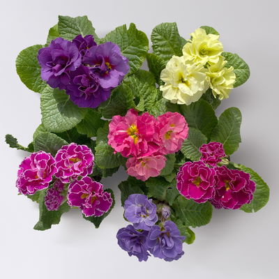 Primel Mini bunt, gefüllt, Farben zufällig, Topf-Ø 6 cm, 10 Pflanzen