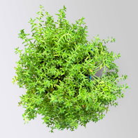 Sedum album 'Coral Carpet', weiß, Topf 9x9 cm, 3 Pflanzen Sedum album 'Coral Carpet', weiß, Topf 9x9 cm, 3 Pflanzen